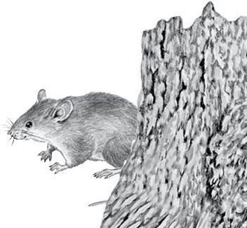 Иллюстрация к книге — Лесные тайнички [i_024.jpg]