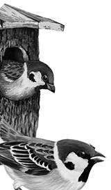 Иллюстрация к книге — Лесные тайнички [i_025.jpg]