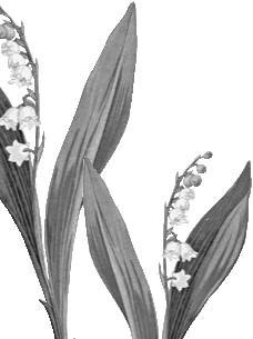 Иллюстрация к книге — Лесные тайнички [i_028.jpg]