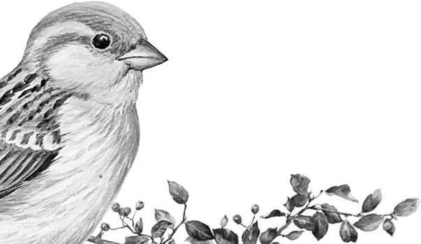 Иллюстрация к книге — Лесные тайнички [i_029.jpg]