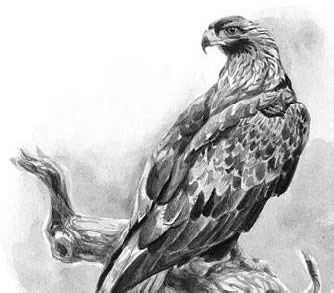 Иллюстрация к книге — Лесные тайнички [i_030.jpg]