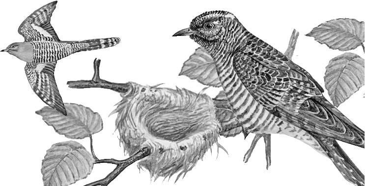 Иллюстрация к книге — Лесные тайнички [i_032.jpg]