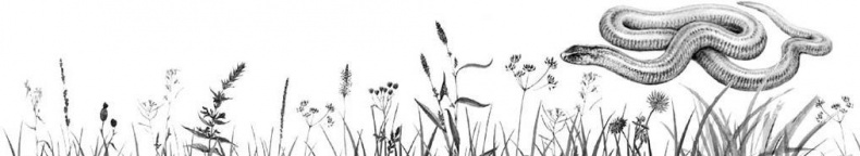 Иллюстрация к книге — Лесные тайнички [i_035.jpg]