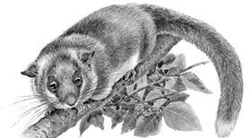 Иллюстрация к книге — Лесные тайнички [i_037.jpg]