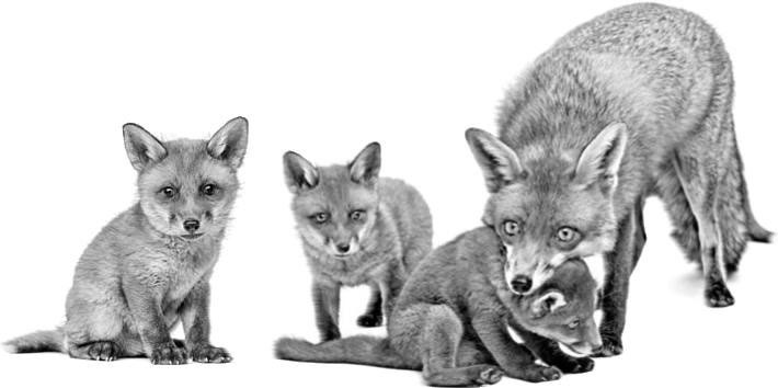 Иллюстрация к книге — Лесные тайнички [i_038.jpg]