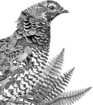 Иллюстрация к книге — Лесные тайнички [i_041.jpg]