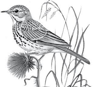 Иллюстрация к книге — Лесные тайнички [i_044.jpg]