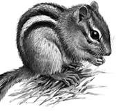 Иллюстрация к книге — Лесные тайнички [i_048.jpg]