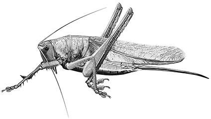 Иллюстрация к книге — Лесные тайнички [i_051.jpg]