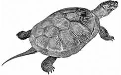 Иллюстрация к книге — Лесные тайнички [i_052.jpg]