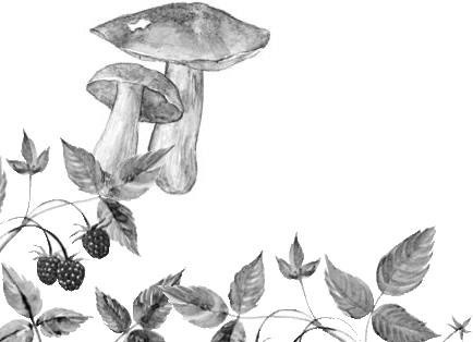 Иллюстрация к книге — Лесные тайнички [i_062.jpg]