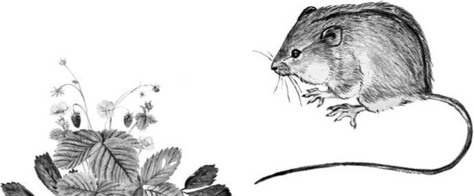 Иллюстрация к книге — Лесные тайнички [i_063.jpg]