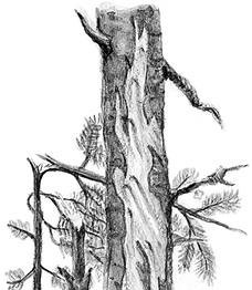 Иллюстрация к книге — Лесные тайнички [i_065.jpg]