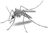 Иллюстрация к книге — Лесные тайнички [i_066.jpg]