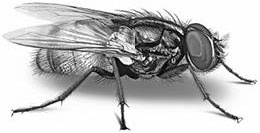 Иллюстрация к книге — Лесные тайнички [i_069.jpg]