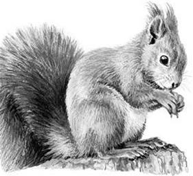 Иллюстрация к книге — Лесные тайнички [i_071.jpg]