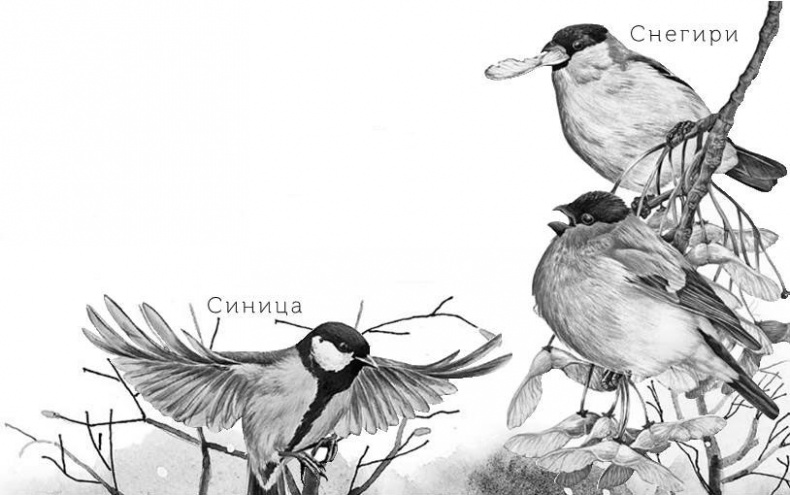 Иллюстрация к книге — Лесные тайнички [i_072.jpg]