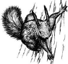 Иллюстрация к книге — Лесные тайнички [i_073.jpg]