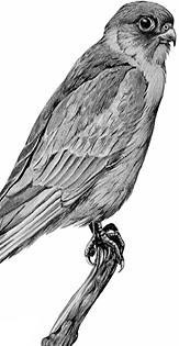 Иллюстрация к книге — Лесные тайнички [i_075.jpg]