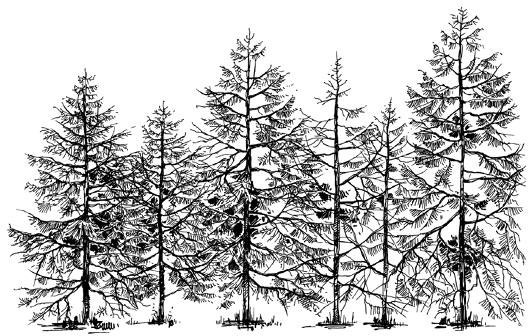 Иллюстрация к книге — Лесные тайнички [i_076.jpg]