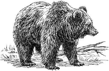 Иллюстрация к книге — Лесные тайнички [i_077.jpg]