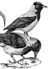 Иллюстрация к книге — Лесные тайнички [i_078.jpg]