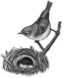 Иллюстрация к книге — Лесные тайнички [i_080.jpg]