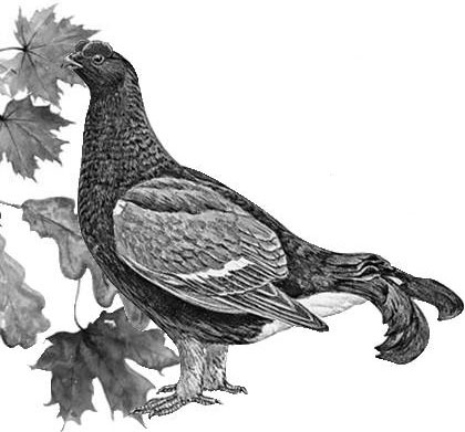 Иллюстрация к книге — Лесные тайнички [i_083.jpg]