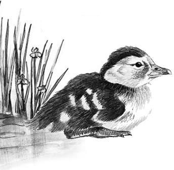 Иллюстрация к книге — Лесные тайнички [i_085.jpg]