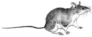 Иллюстрация к книге — Лесные тайнички [i_088.jpg]