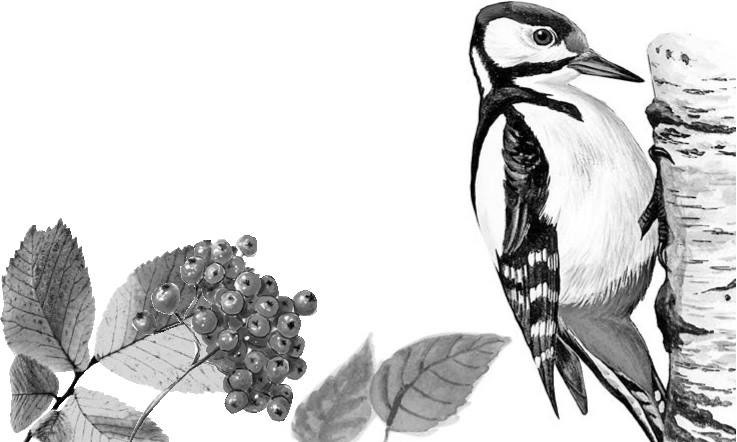 Иллюстрация к книге — Лесные тайнички [i_089.jpg]