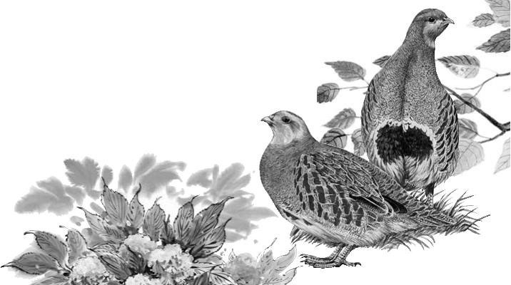 Иллюстрация к книге — Лесные тайнички [i_093.jpg]