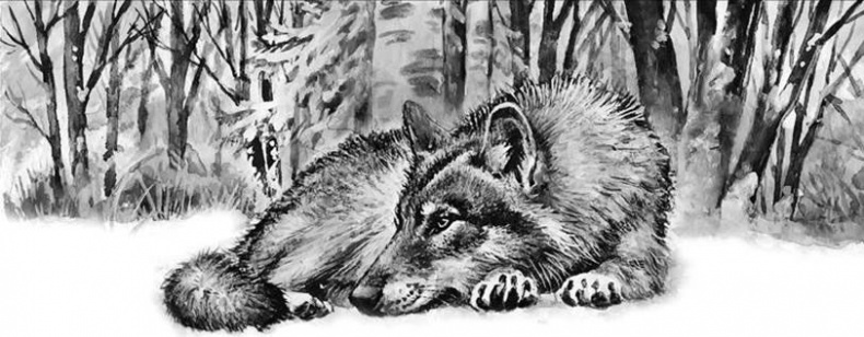 Иллюстрация к книге — Лесные тайнички [i_094.jpg]