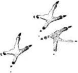 Иллюстрация к книге — Лесные тайнички [i_096.jpg]