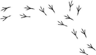 Иллюстрация к книге — Лесные тайнички [i_097.jpg]