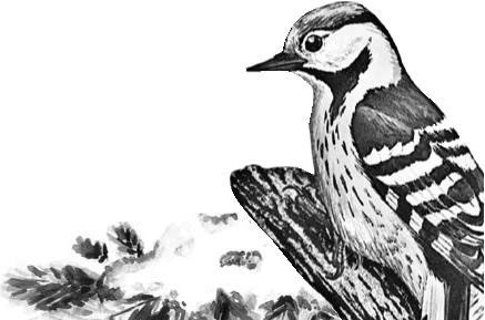 Иллюстрация к книге — Лесные тайнички [i_102.jpg]