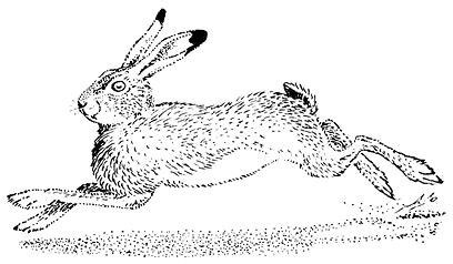 Иллюстрация к книге — Лесные тайнички [i_103.jpg]