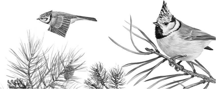 Иллюстрация к книге — Лесные тайнички [i_104.jpg]