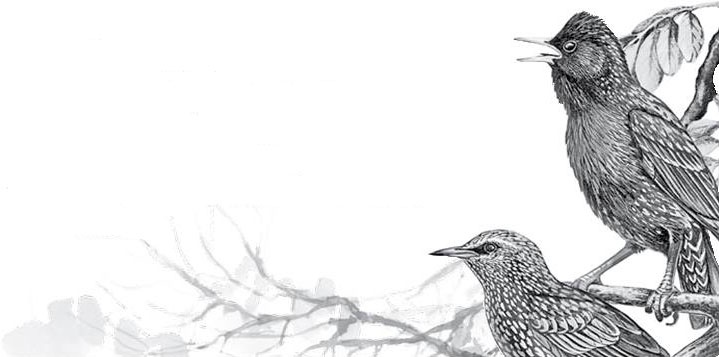 Иллюстрация к книге — Лесные тайнички [i_105.jpg]