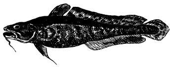 Иллюстрация к книге — Лесные тайнички [i_107.jpg]