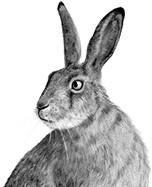 Иллюстрация к книге — Лесные тайнички [i_108.jpg]