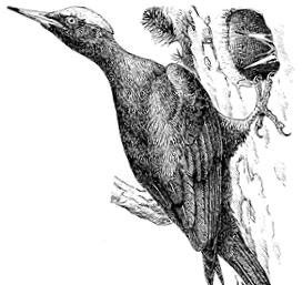 Иллюстрация к книге — Лесные тайнички [i_109.jpg]