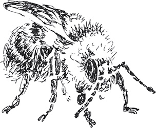 Иллюстрация к книге — Золото скифов [i_016.jpg]