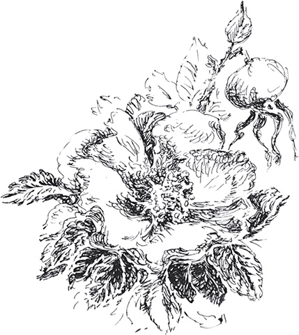 Иллюстрация к книге — Золото скифов [i_017.jpg]