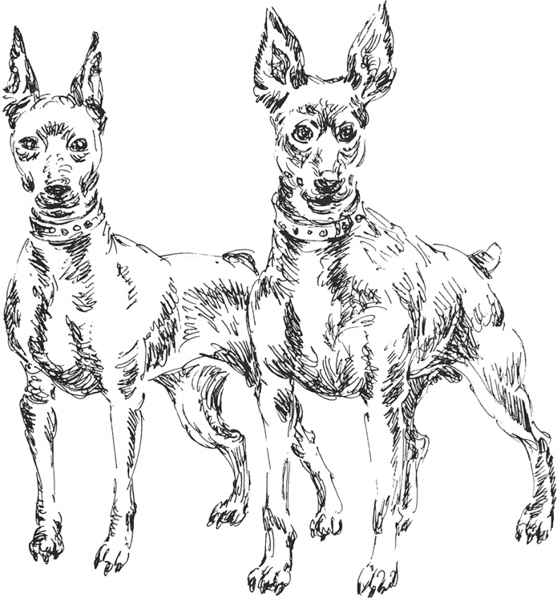 Иллюстрация к книге — Золото скифов [i_022.jpg]