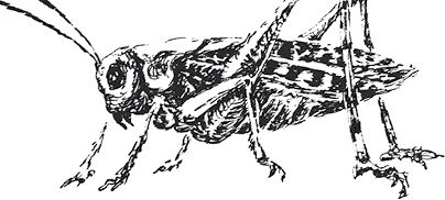 Иллюстрация к книге — Золото скифов [i_049.jpg]