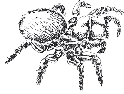 Иллюстрация к книге — Золото скифов [i_100.jpg]