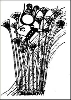 Иллюстрация к книге — Путь Феникса. Тайны забытой цивилизации [i_027.jpg]