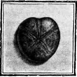 Иллюстрация к книге — Пастушья корона [i_003.jpg]