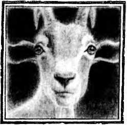 Иллюстрация к книге — Пастушья корона [i_014.jpg]